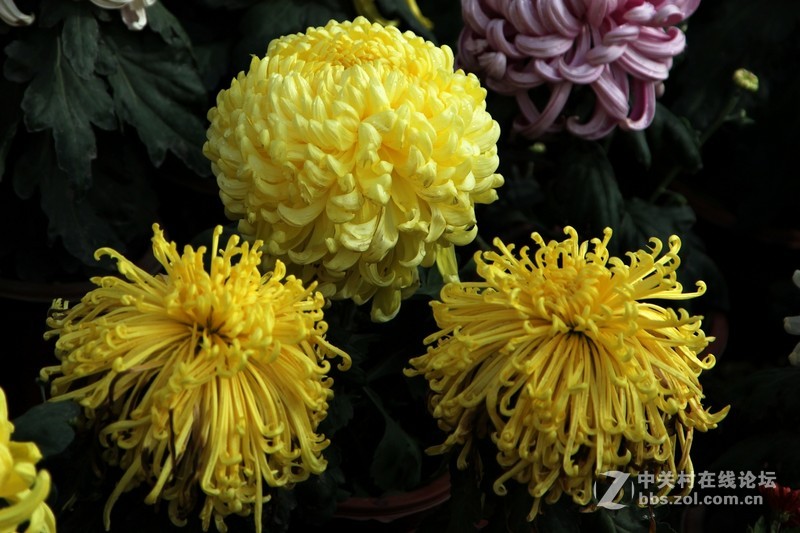 赏菊   2