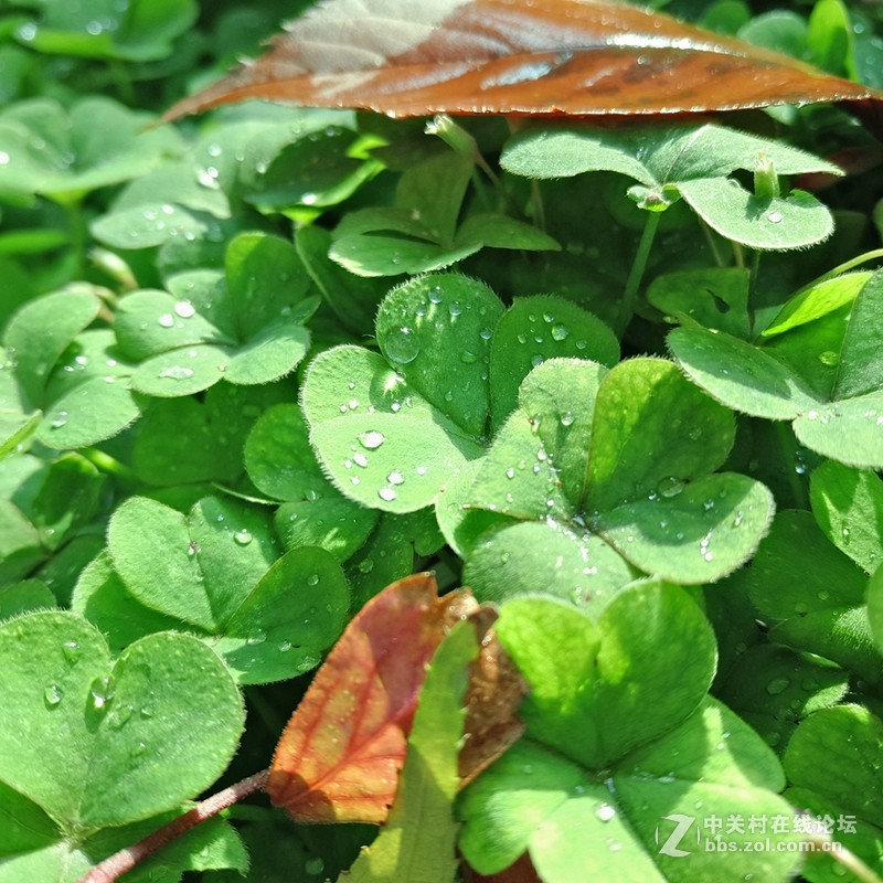 晴朗的日子，PRO5相机样张赏析