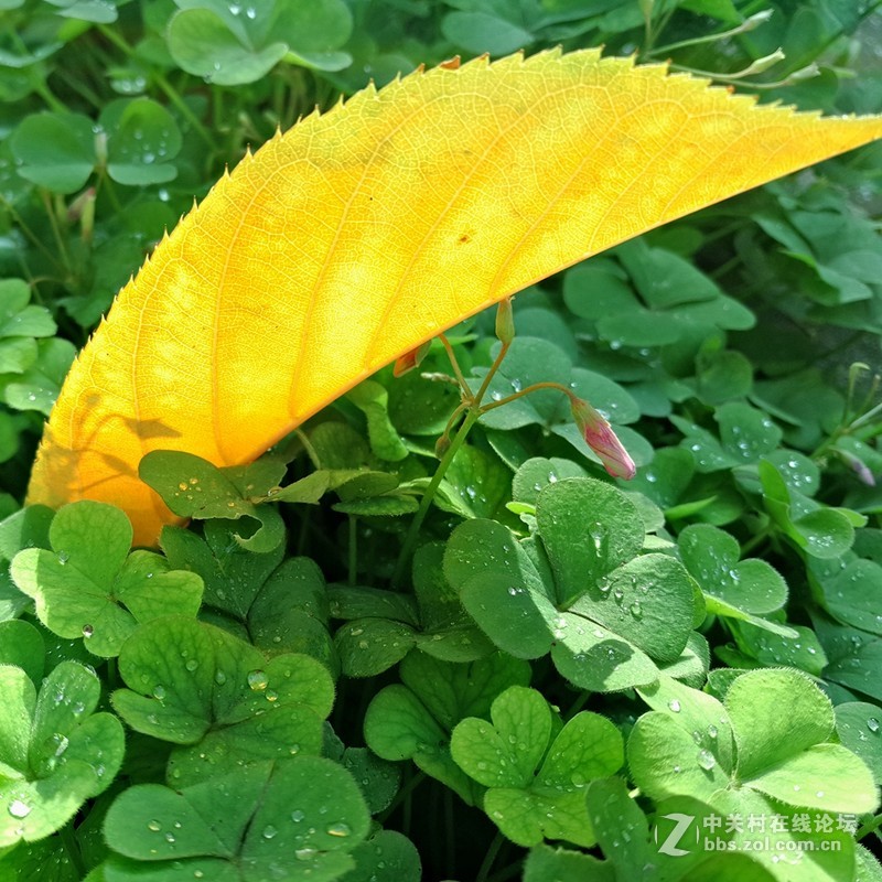 晴朗的日子，PRO5相机样张赏析