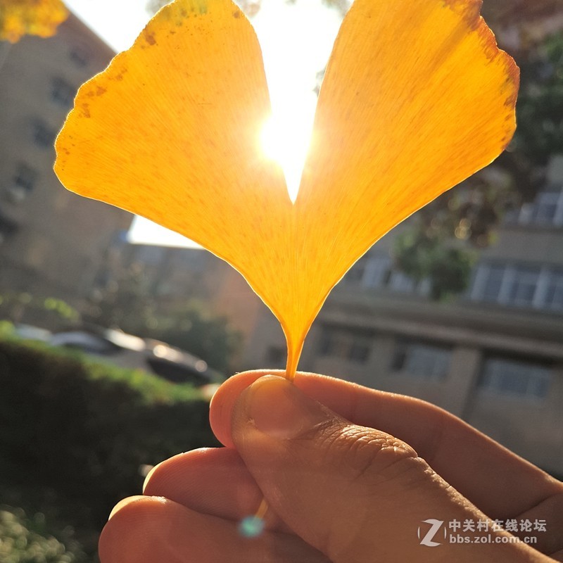 晴朗的日子，PRO5相机样张赏析