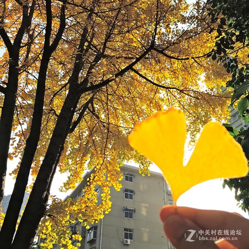 晴朗的日子，PRO5相机样张赏析