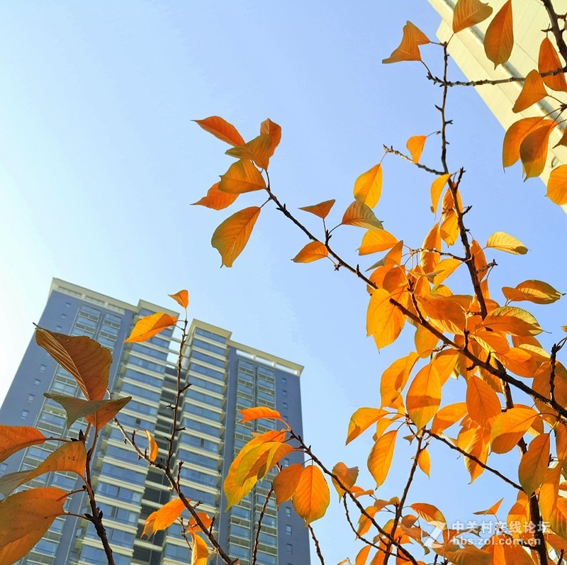 晴朗的日子，PRO5相机样张赏析