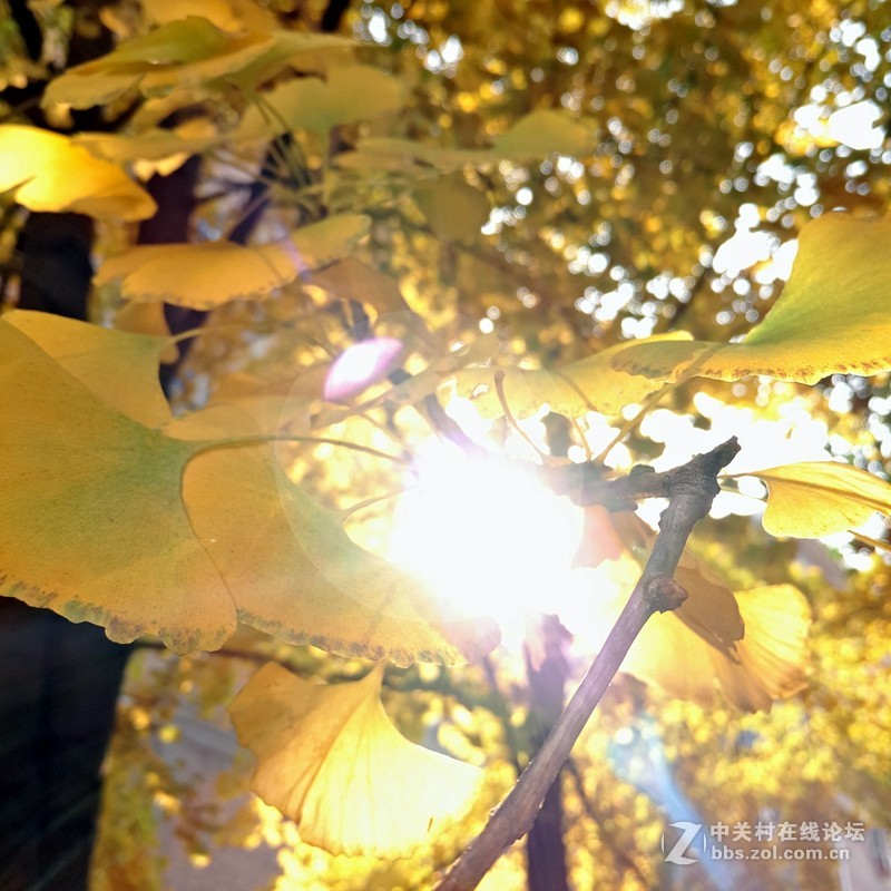 晴朗的日子，PRO5相机样张赏析