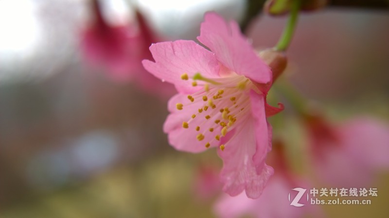 自己做镜头，近拍，使背景更加虚化~