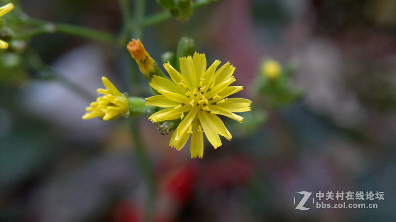 自己做镜头，近拍，使背景更加虚化~