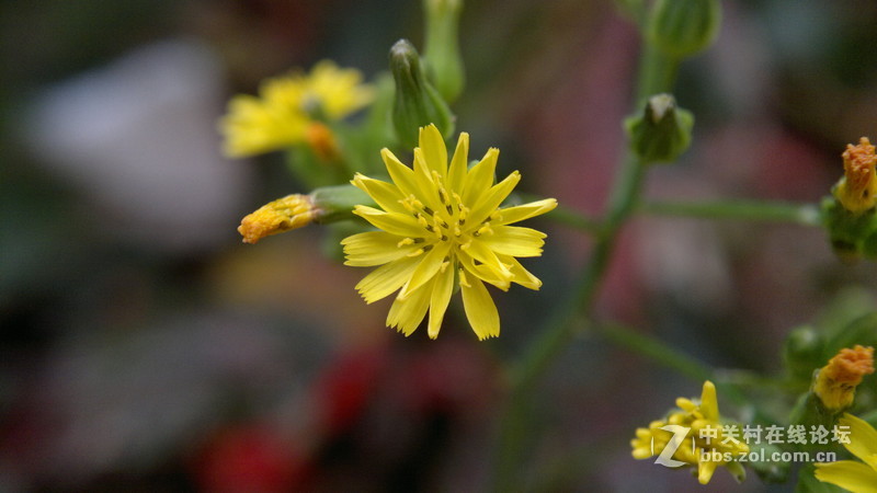 自己做镜头，近拍，使背景更加虚化~