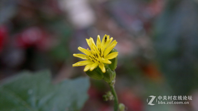 自己做镜头，近拍，使背景更加虚化~