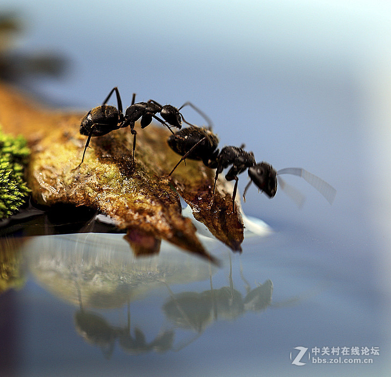 几只蚂蚁。请前辈们指导并斧正。
