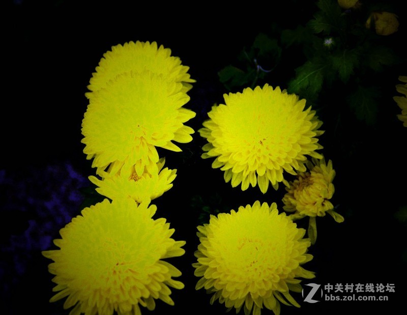 花展