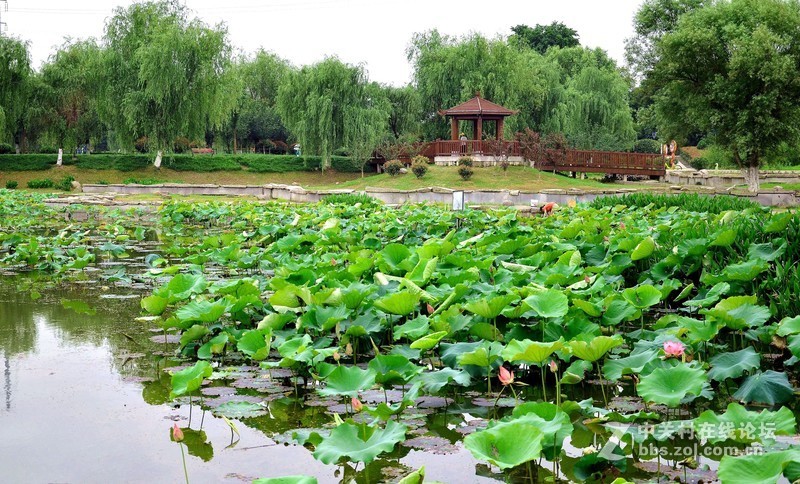 县城风景一咱家乡很美