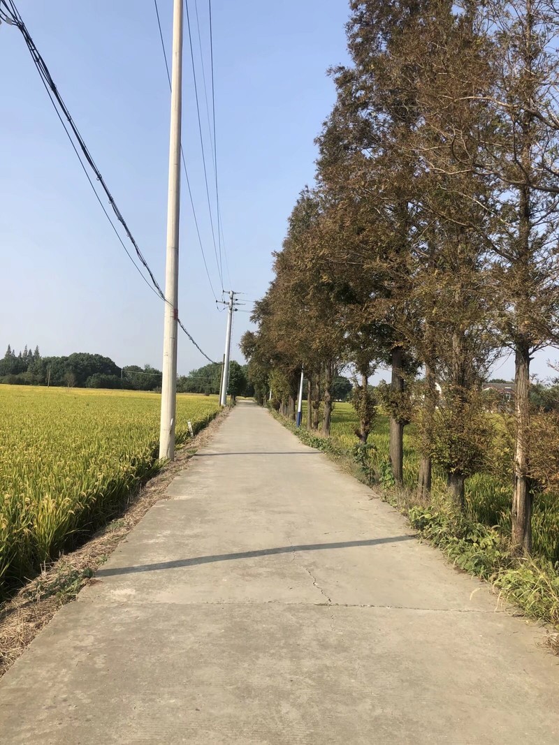 iPhonex  日常拍照样张