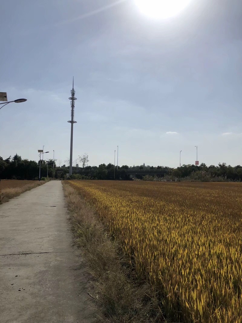 iPhonex  日常拍照样张