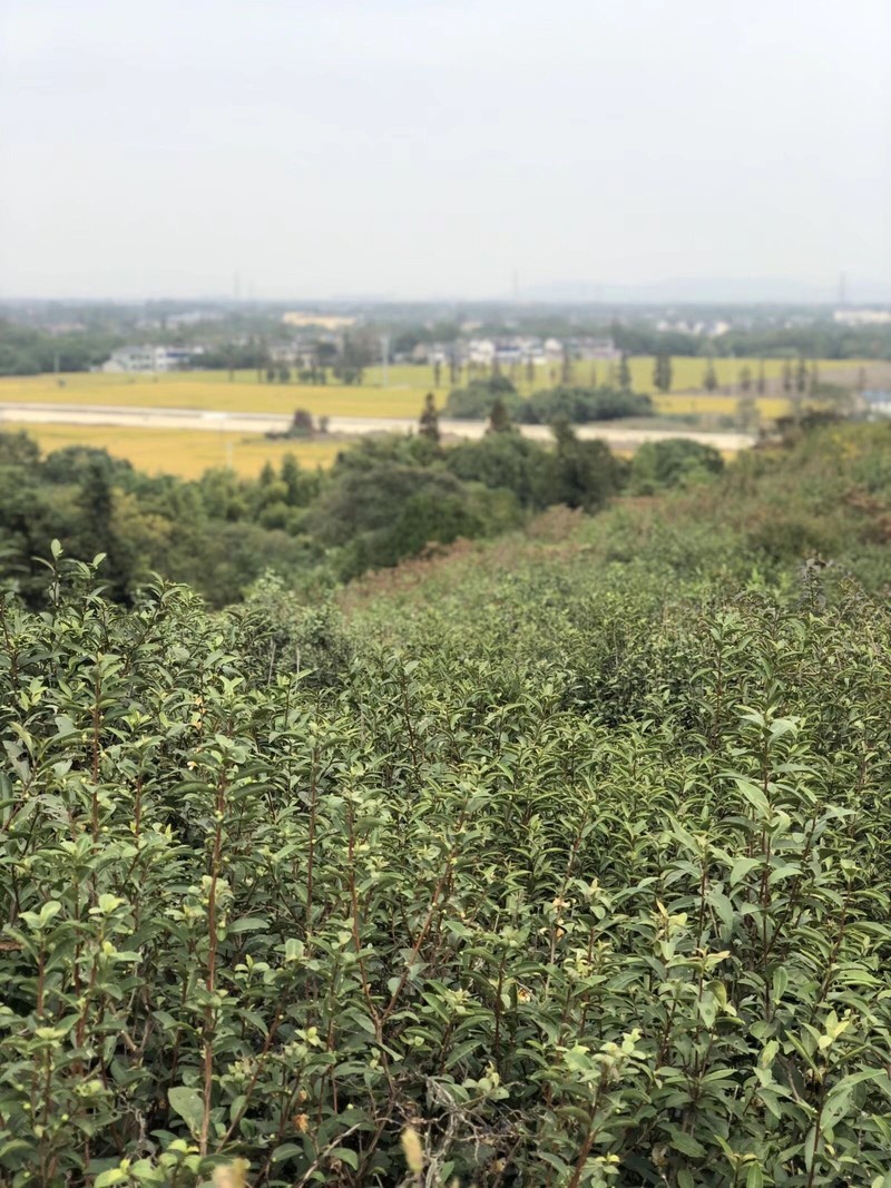 iPhonex  日常拍照样张