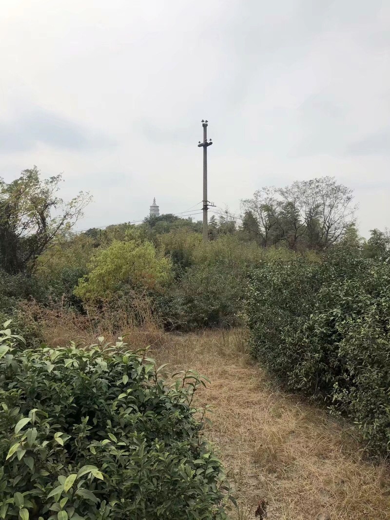 iPhonex  日常拍照样张