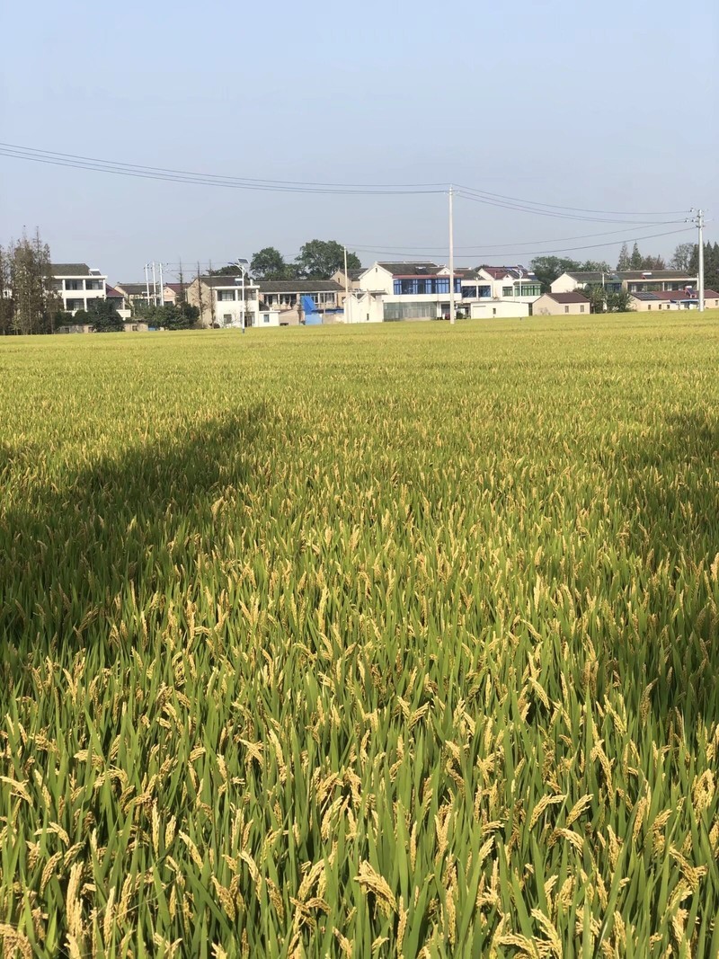 iPhonex  日常拍照样张