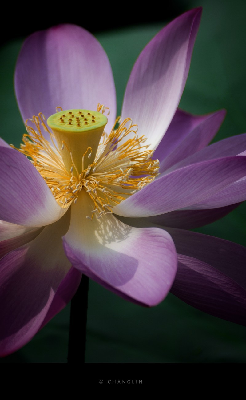 作品集一季幽莲彩色4p