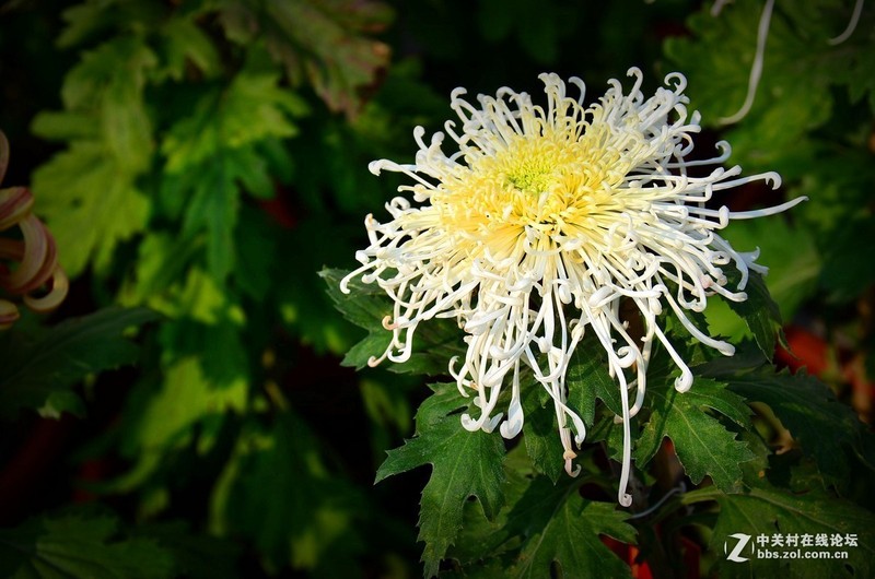 #版主坐堂# 小五星空(中国)十一月精品荟萃