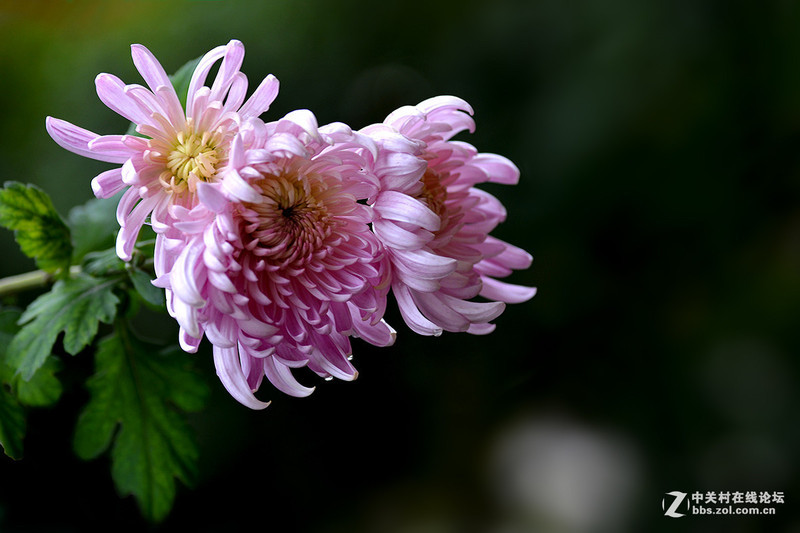 #版主坐堂# 小五星空(中国)十一月精品荟萃