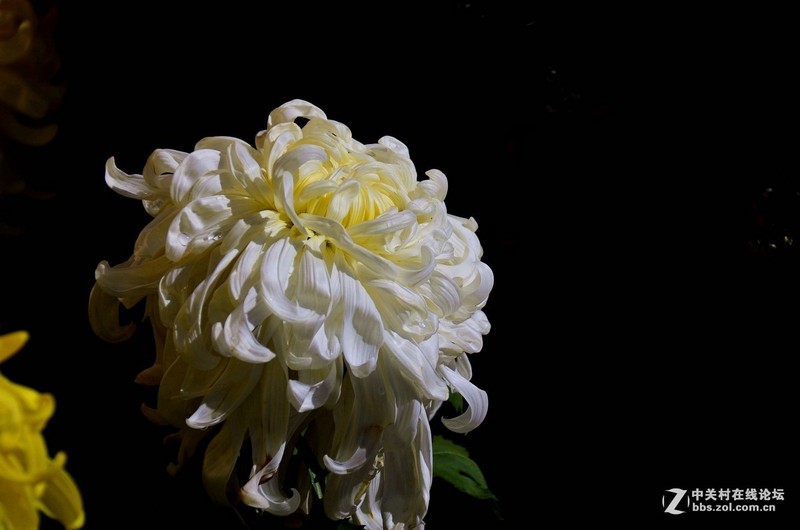 #版主坐堂# 小五星空(中国)十一月精品荟萃