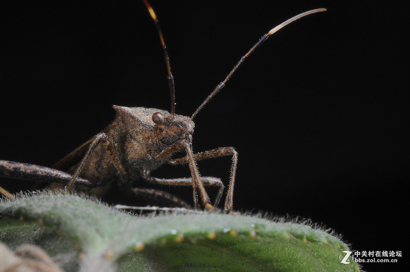 #版主坐堂# 小五星空(中国)十一月精品荟萃