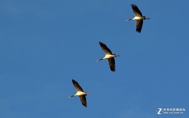 #版主坐堂# 小五星空(中国)十一月精品荟萃