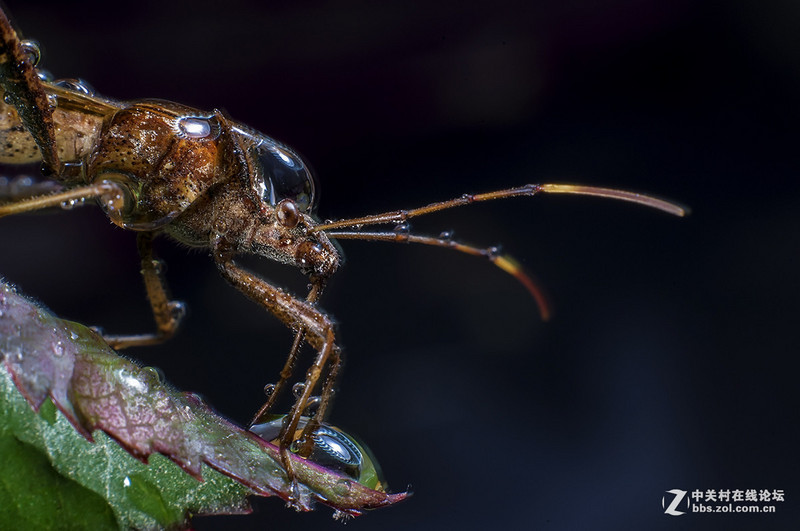 #版主坐堂# 小五星空(中国)十一月精品荟萃