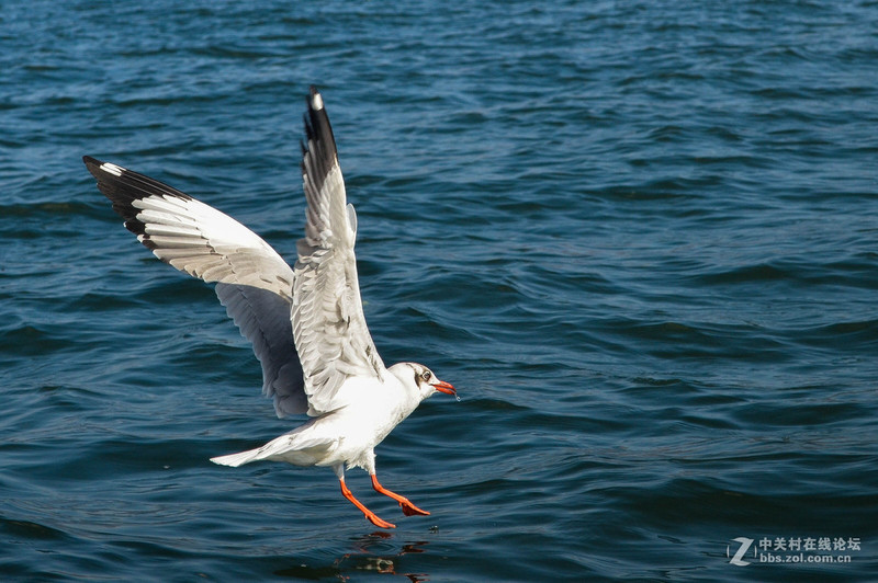 #版主坐堂# 小五星空(中国)十一月精品荟萃