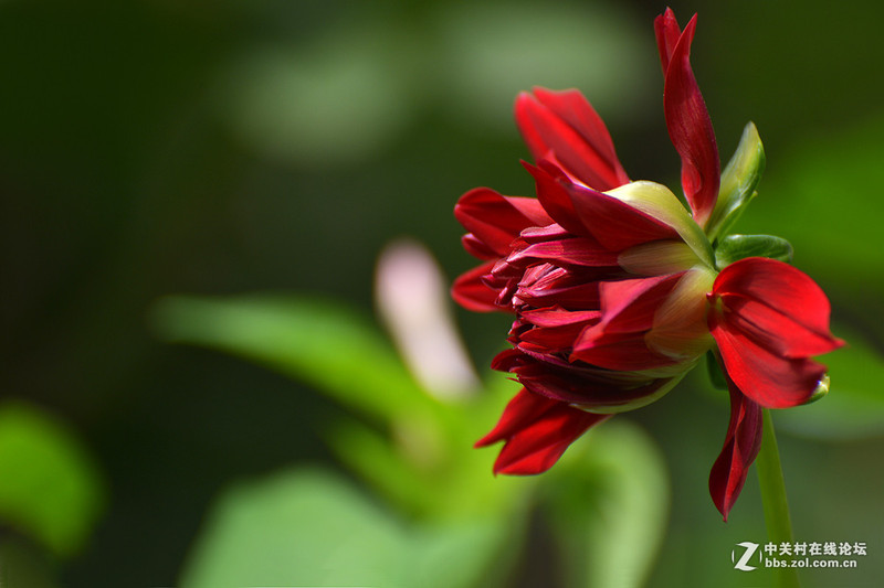 #版主坐堂# 小五星空(中国)十一月精品荟萃