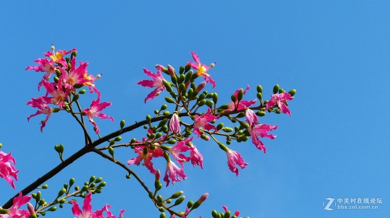 #版主坐堂# 小五星空(中国)十一月精品荟萃