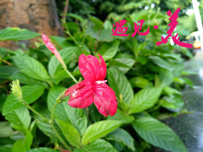 ＃给大家走了条路＃遇见●美——魅族MX6拍照体验