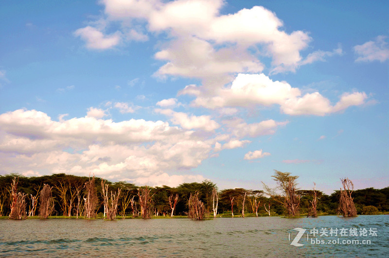 肯尼亚 纳瓦沙湖 马赛马拉草原