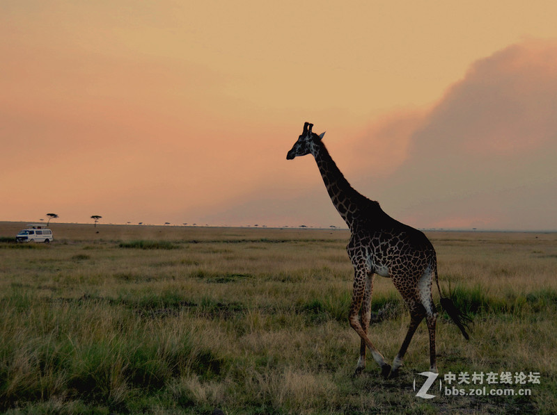 肯尼亚 纳瓦沙湖 马赛马拉草原