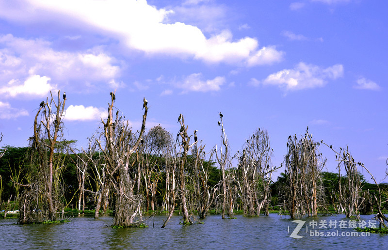 肯尼亚 纳瓦沙湖 马赛马拉草原