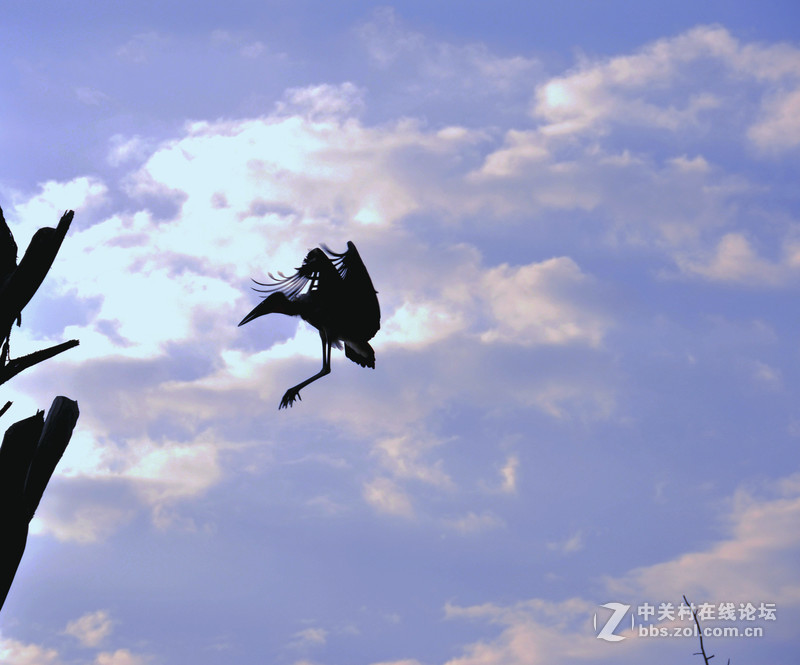 肯尼亚 纳瓦沙湖 马赛马拉草原