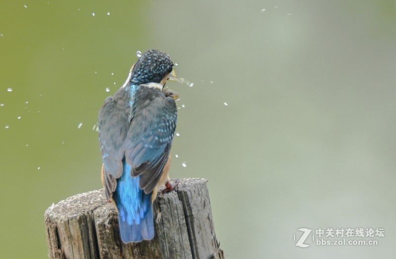 小翠--动版：感谢津门秦关版主！