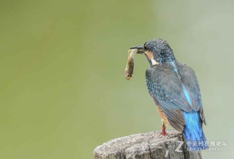 小翠--动版：感谢津门秦关版主！
