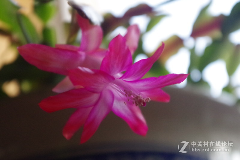 试拍小花