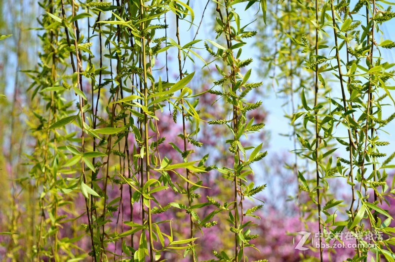 #ZOL月赛-四月物语#春光明媚