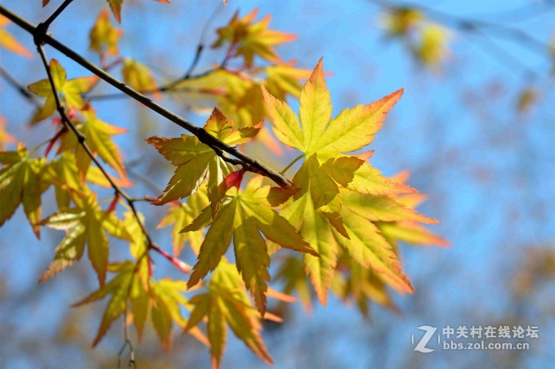 #ZOL月赛-四月物语#春光明媚