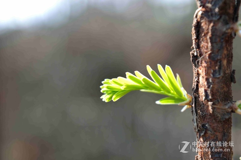 #ZOL月赛-四月物语#春光明媚