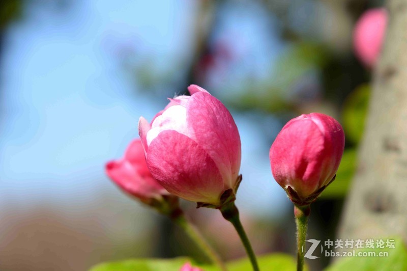 #ZOL月赛-四月物语#春光明媚