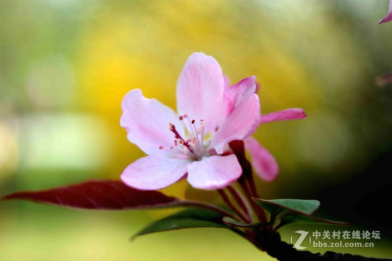 #ZOL月赛-四月物语#春光明媚