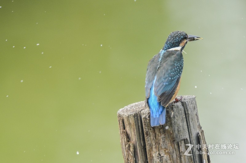 小翠--动版：感谢津门秦关版主！