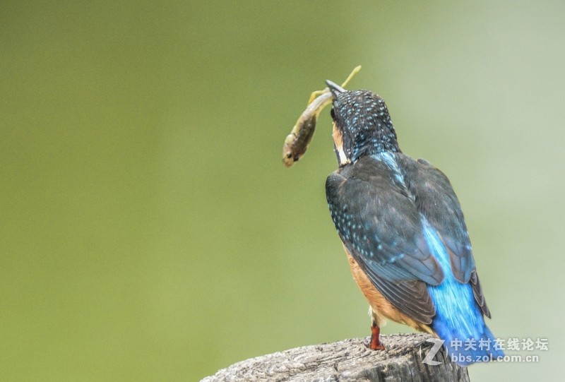 小翠--动版：感谢津门秦关版主！