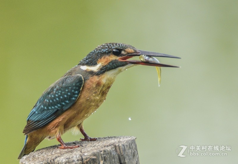 小翠--动版：感谢津门秦关版主！