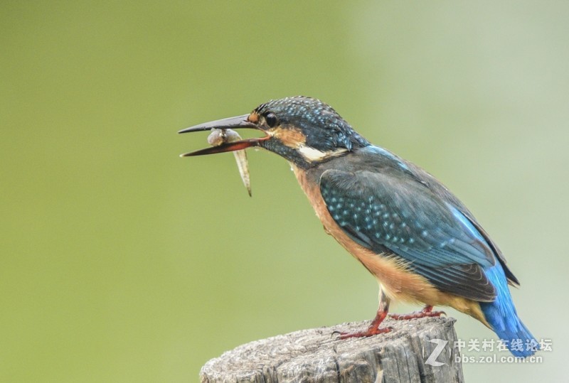 小翠--动版：感谢津门秦关版主！