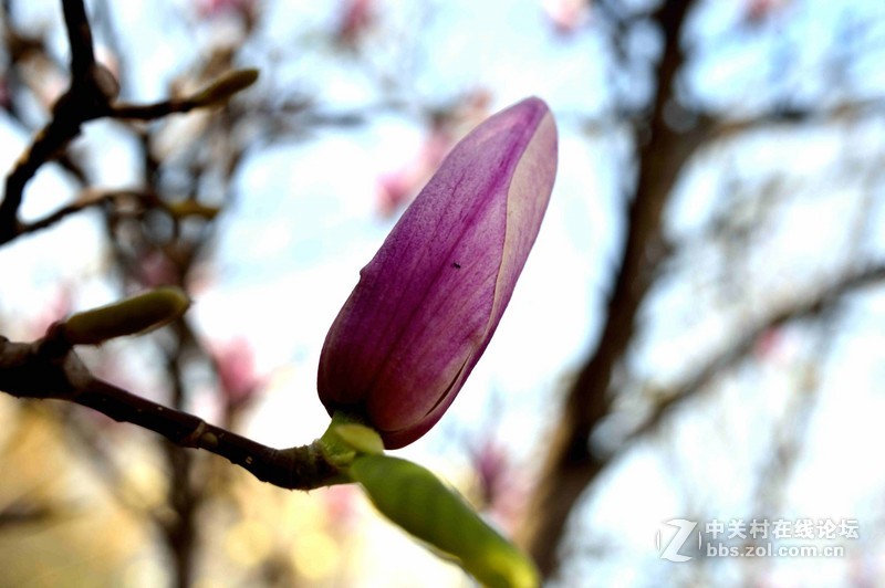 #ZOL月赛-四月物语#春光明媚