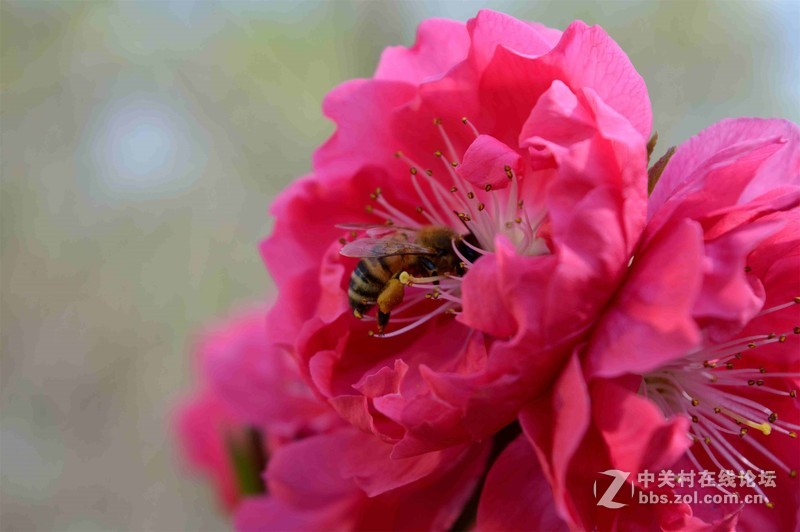 #ZOL月赛-四月物语#春光明媚