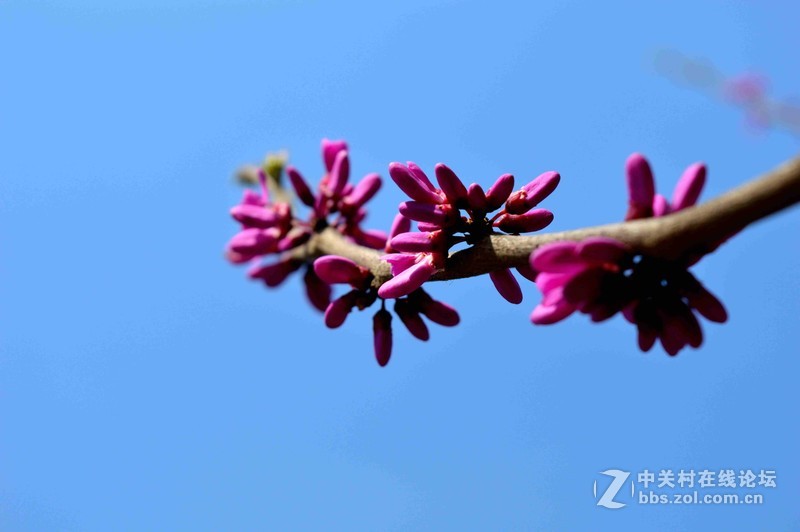 #ZOL月赛-四月物语#春光明媚