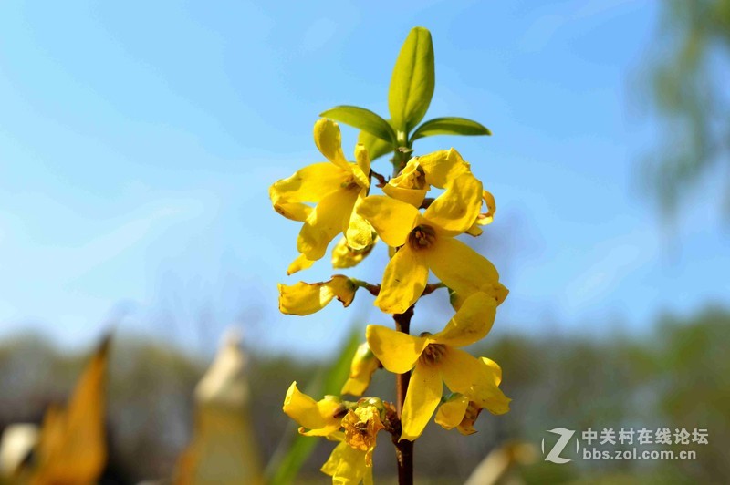 #ZOL月赛-四月物语#春光明媚